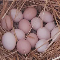 تخم لاری نطفه دار تظمینی