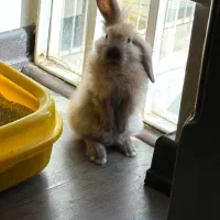 واگذاری خرگوش لوپ کوتوله