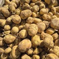 سیب زمینی بذری|خدمات باغبانی و درختکاری|جیرفت, |دیوار