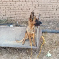 سگ ژرمن ماده جوان|سگ|تاکستان, |دیوار