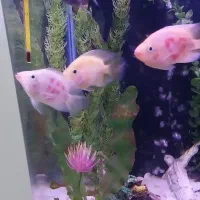 ماهی گوشخوار