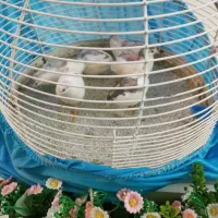 بلدرچینهای مینیاتوری مولد تخم گذار