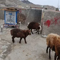 گوسفند افشاری