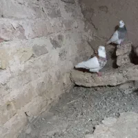 طوقی نر وماده