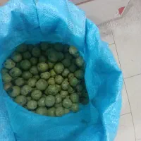 گردوی تضمینی امسال درجه یک