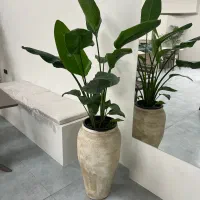 گل اپارتمانی|گل و گیاه طبیعی|بابل, |دیوار