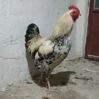 مرغ خروس محلی جوان و درشت رنگ خاص
