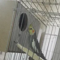 عروس هلندی