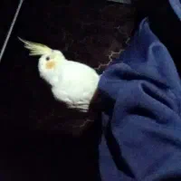 عروس هلندی گمشده