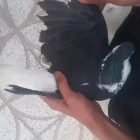 کفتر|پرنده|اسفراین, |دیوار