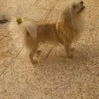 سگ باهوشش