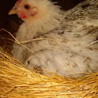 مرغ لری جوجه تخم مرغ|حیوانات مزرعه|اصفهان, قهجاورستان|دیوار