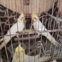 تعدادطوطی عروس|پرنده|ساری, |دیوار