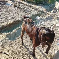 بزهای خوب فروشی (تروشت)|حیوانات مزرعه|پلان, |دیوار