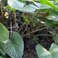 بابا آدم|گل و گیاه طبیعی|رحیم‌آباد, |دیوار