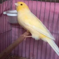 قناری مست بخون