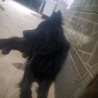 سگ ژرمن بلک ۶ماه جنسیت نر