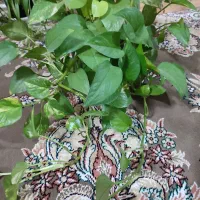 فروش 2 گلدان گل
