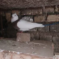 طوقی|پرنده|بافق, |دیوار