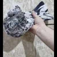 کبوتر اورجینال همه چی