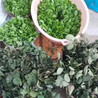 نهال کاهو و توت فرنگی