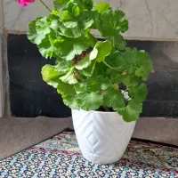 گل شمعدانی