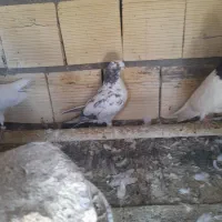 کبوتر سوسکی