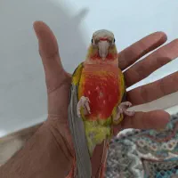 گرینچیک|پرنده|قیدار, |دیوار