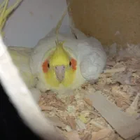 عروس هلندی مولد