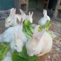 فروش خرگوش|موش و خرگوش|ایذه, |دیوار