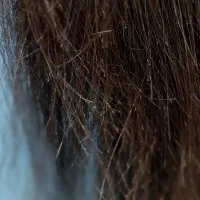 تخ.فیف موخوره گیری|خدمات آرایشگری و زیبایی|رشت, گلسار|دیوار