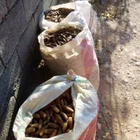 بلوط امسال درشت وسالم در ملکشاهی|عمده‌فروشی|ملکشاهی, |دیوار