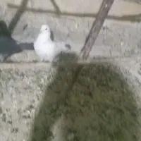 کبوترنرغریب گیر