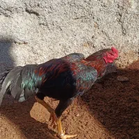 خرووس لاری|حیوانات مزرعه|مریوان, |دیوار