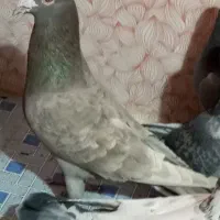 کبوترنامهبر