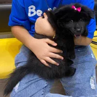 واگذاری چاو چاو