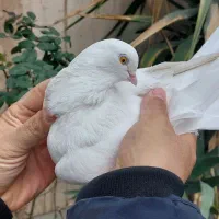 کبوتر چشم زرد کاکلی