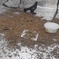 کبوتر بالقوه ماده هر کس خواست درخدمتم