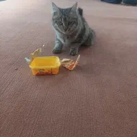 گمشده|گربه|کرمان, |دیوار