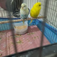 یک جفت مرغ عشق مولد و جوجه