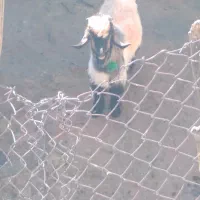 کهره تخمی|حیوانات مزرعه|شهرکرد, |دیوار