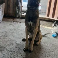 سگ ماده سرابی|سگ|شهریار, شهرک شاهد|دیوار