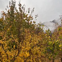 فروش-باغ-در-فاروق-شبیری-مشاور-املاک