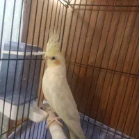 یک عدد عروس هلندی ماده