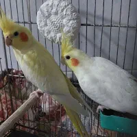 طوطی|پرنده|مسجد سلیمان, |دیوار