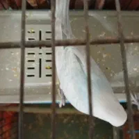 پرنده|پرنده|ری, ظهیرآباد|دیوار