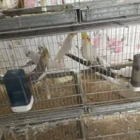 عروس هلندی مولد