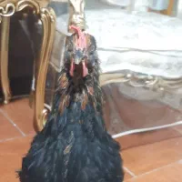 مرغ سیاه ۶ماهه|حیوانات مزرعه|گلستان (تهران), |دیوار