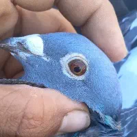 نر درجه یک ذات طلایی