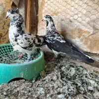 پرشی|پرنده|حمیدیا, |دیوار